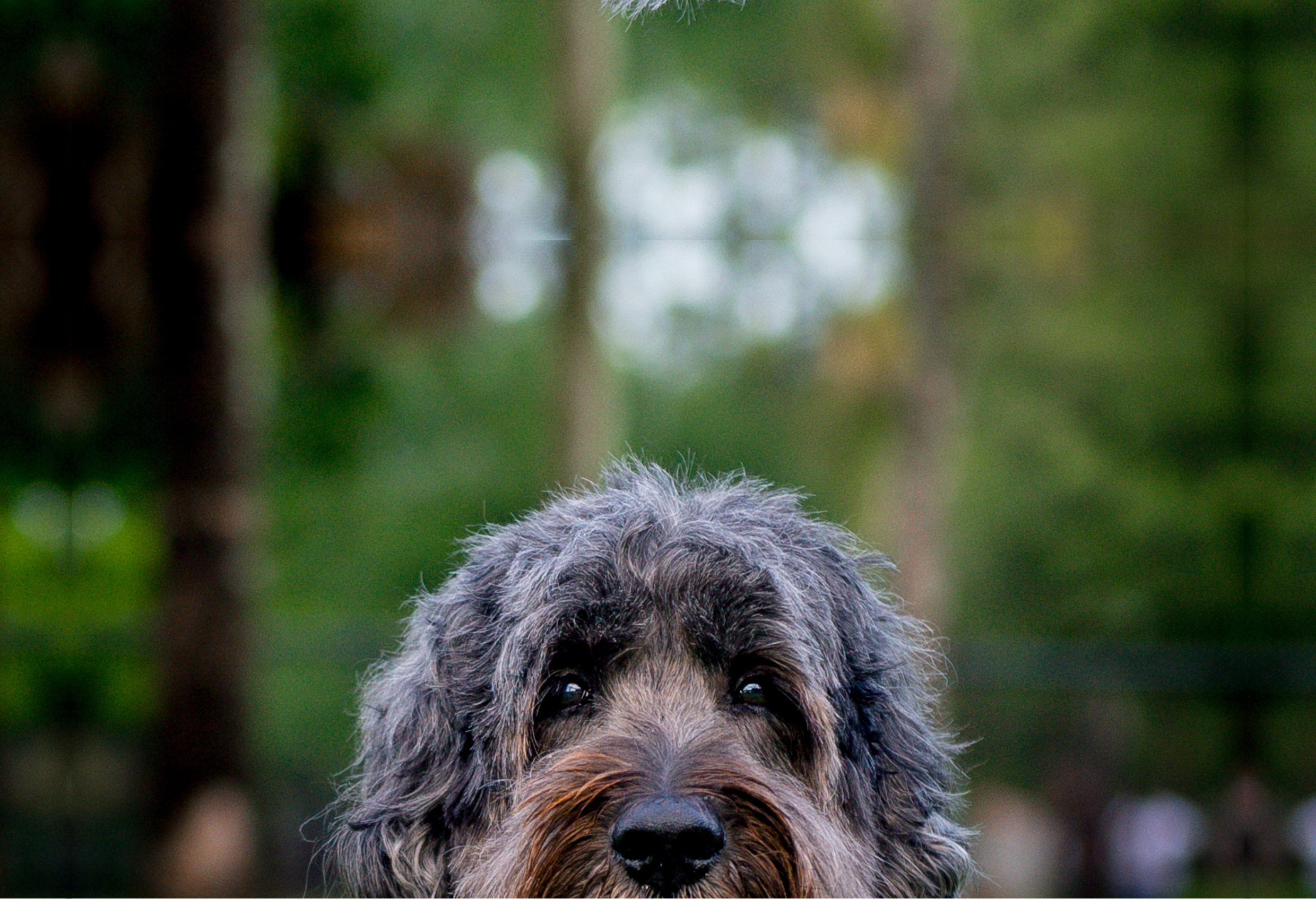 Dog Background
